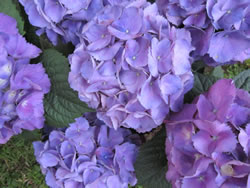 hortensie-lila2_apf
