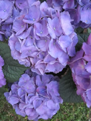 hortensie-lila_apf