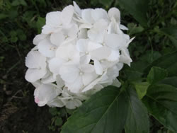 hortensie-weiss_apf