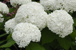 hortensien-weis_fl