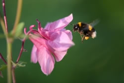 hummel fl