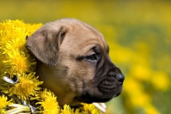hund-garten3_fl