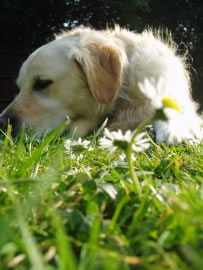 hund-garten fl