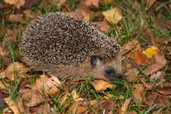 igel2_fl