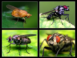 insekten2 fl