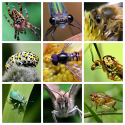 insekten fl