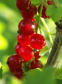 johannisbeeren2_fl