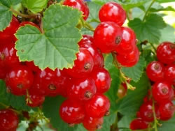 johannisbeeren_fl