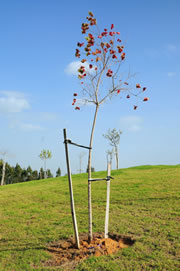junger-baum_fl