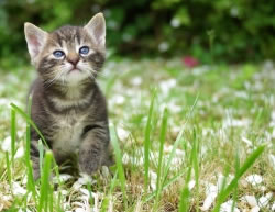katze-garten2_fl