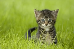 katze-garten_fl
