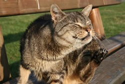 katzenfloehe_fl