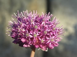 knoblauch2_fl