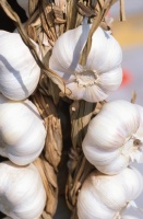 knoblauch3_ca