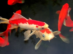 koi3 fl