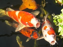 koi4_fl