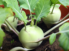 Kohlrabi im Hügelbeet