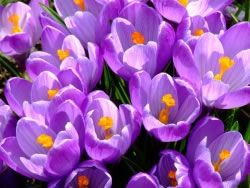 krokusse fl