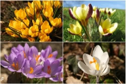 Krokusse im Frühling