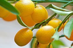 kumquat2_fl
