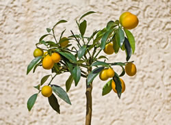 kumquat_fl