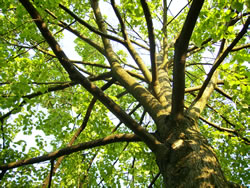 laubbaum2_fl