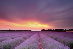 lavendel-feld fl