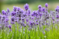 lavendel