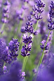 lavendel3 fl