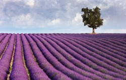 lavendel4 fl