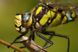 libelle fl