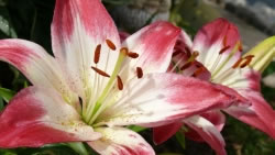 lilien2_fl