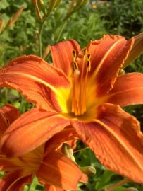 lilien_fl