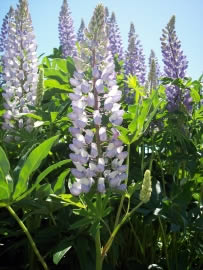 lupinen2_fl