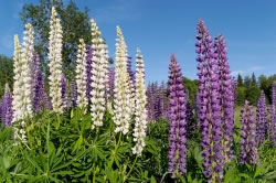 lupinen4_fl