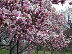 magnolie2_fl