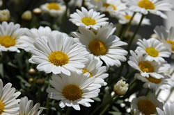 margeriten2_fl