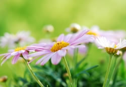 margeriten4_fl