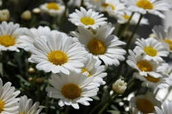 margeriten6_fl
