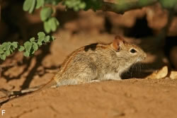 maus
