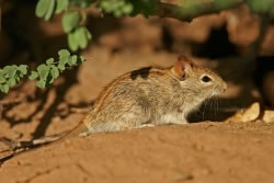 maus2_fl