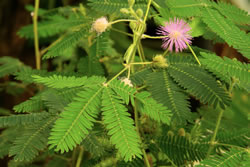 mimose_fl