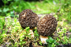 morchel-pilz_fl