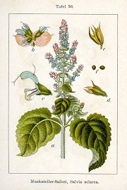 muskatellersalbei js