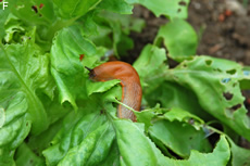 Nacktschnecke