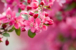 obstbaum-bluete2_fl
