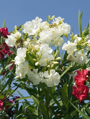 oleander1_fl