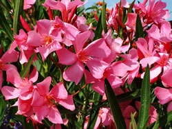 oleander2_fl