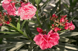 oleander3_fl