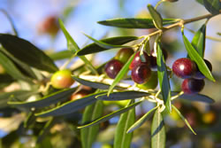 olive-olivenbaum fl